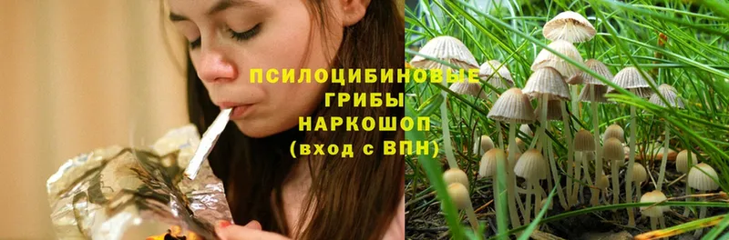 купить наркоту  Болотное  Галлюциногенные грибы MAGIC MUSHROOMS 